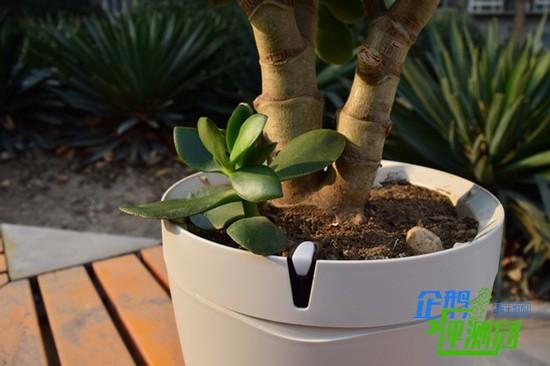 parrot pot智能花盆